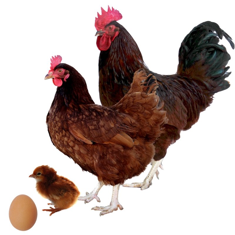 Gallina Rhode Island