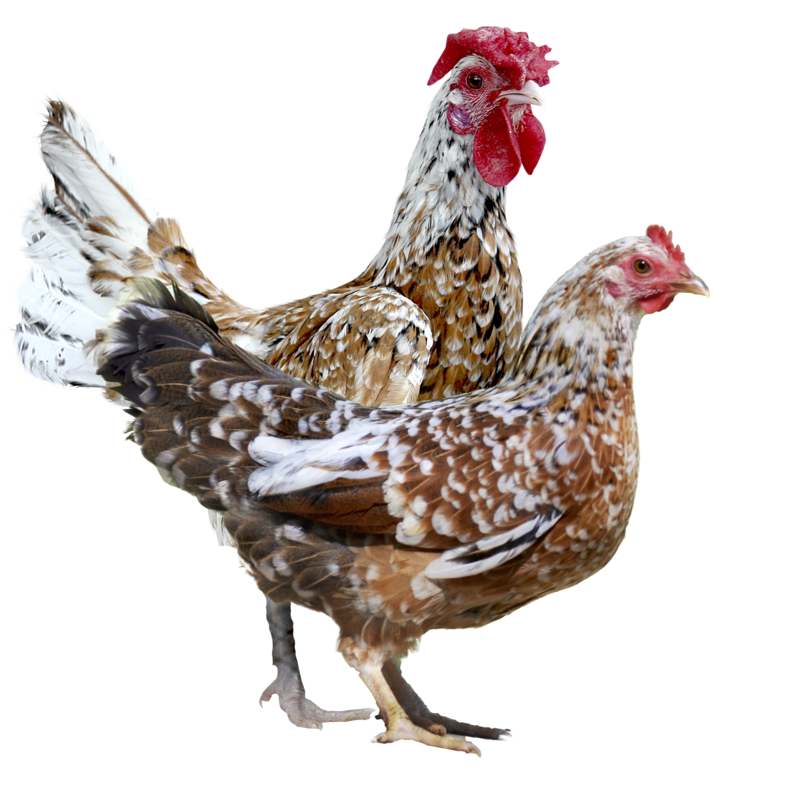 Gallina Americana Enana