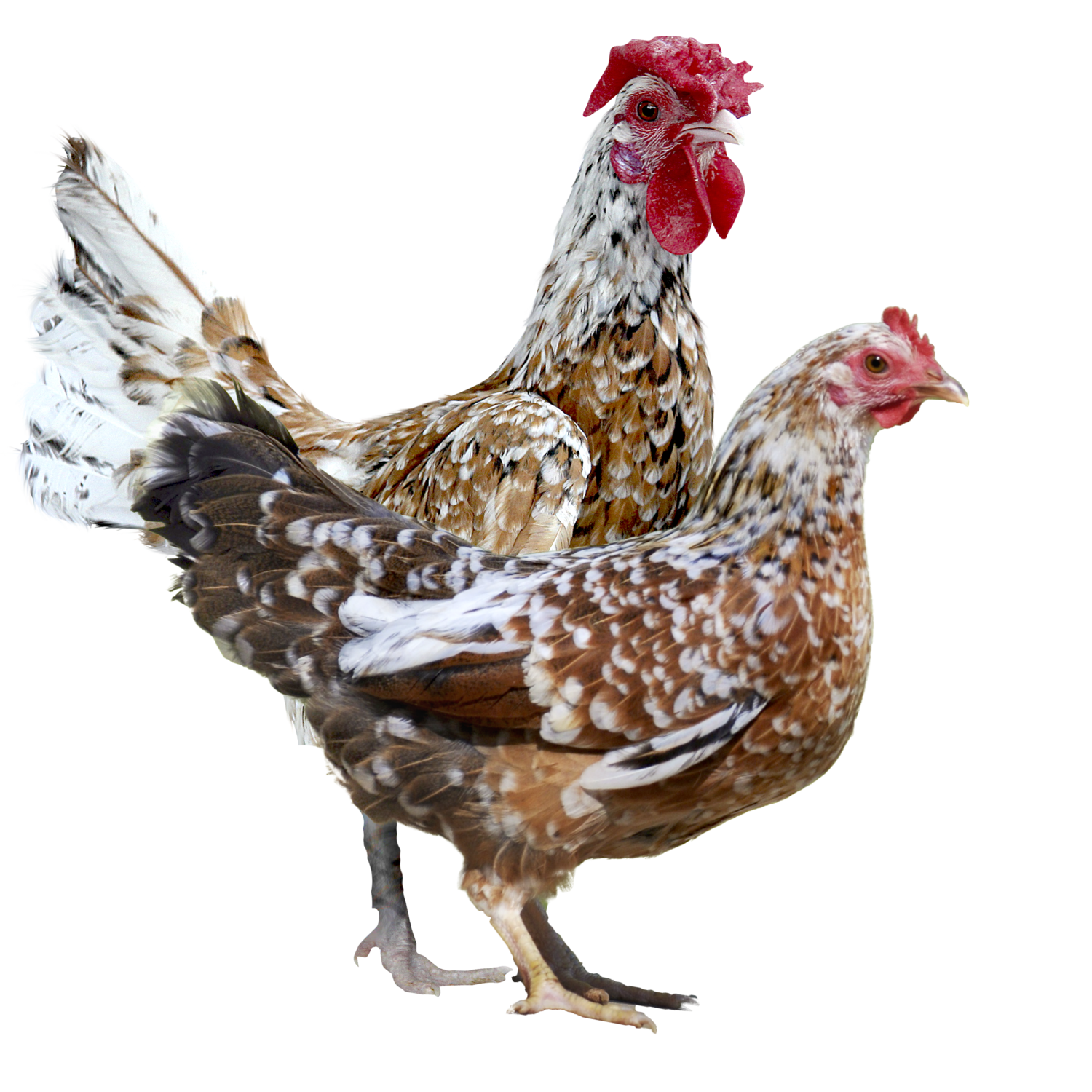 Gallina Americana Enana