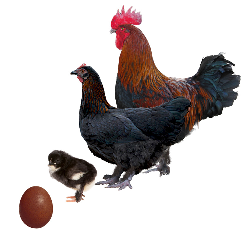 Gallina Marans