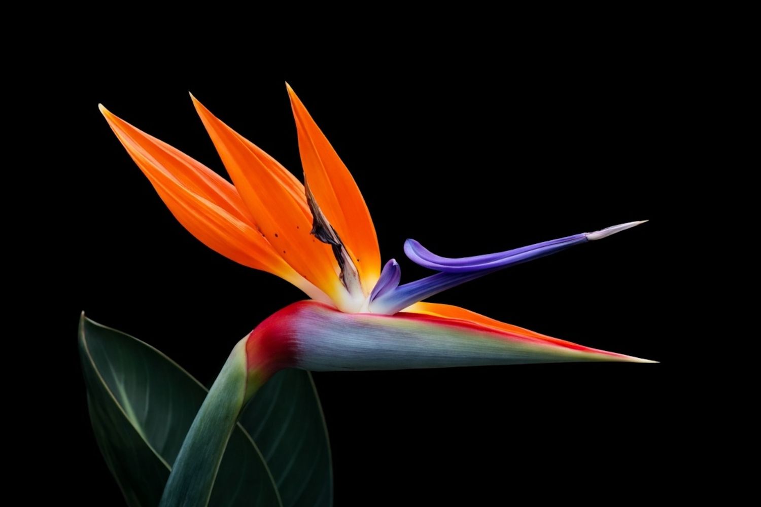 Strelitzia / Paradise Flower
