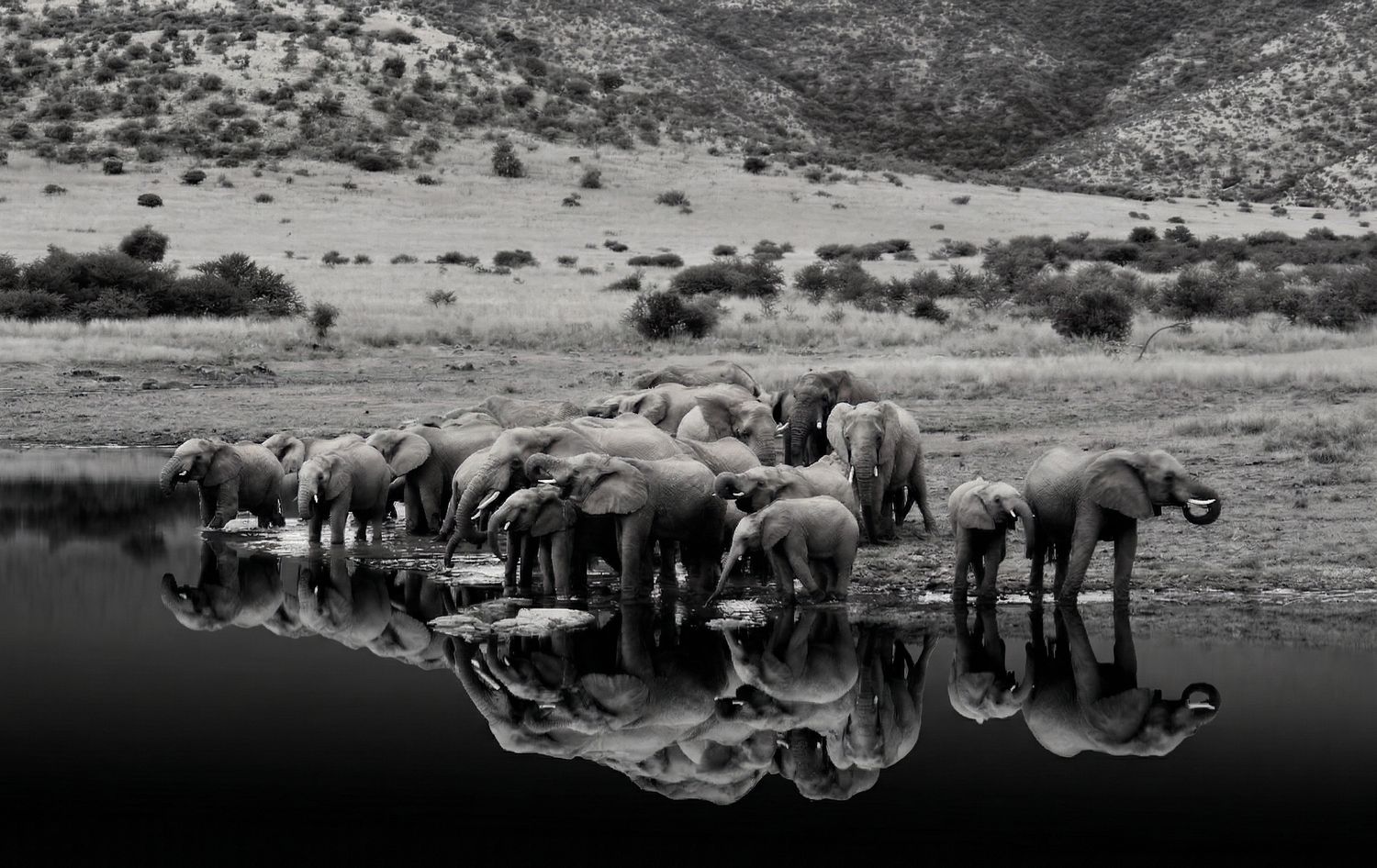 Elephant Family Fine Art Print 300 dpi  pdf