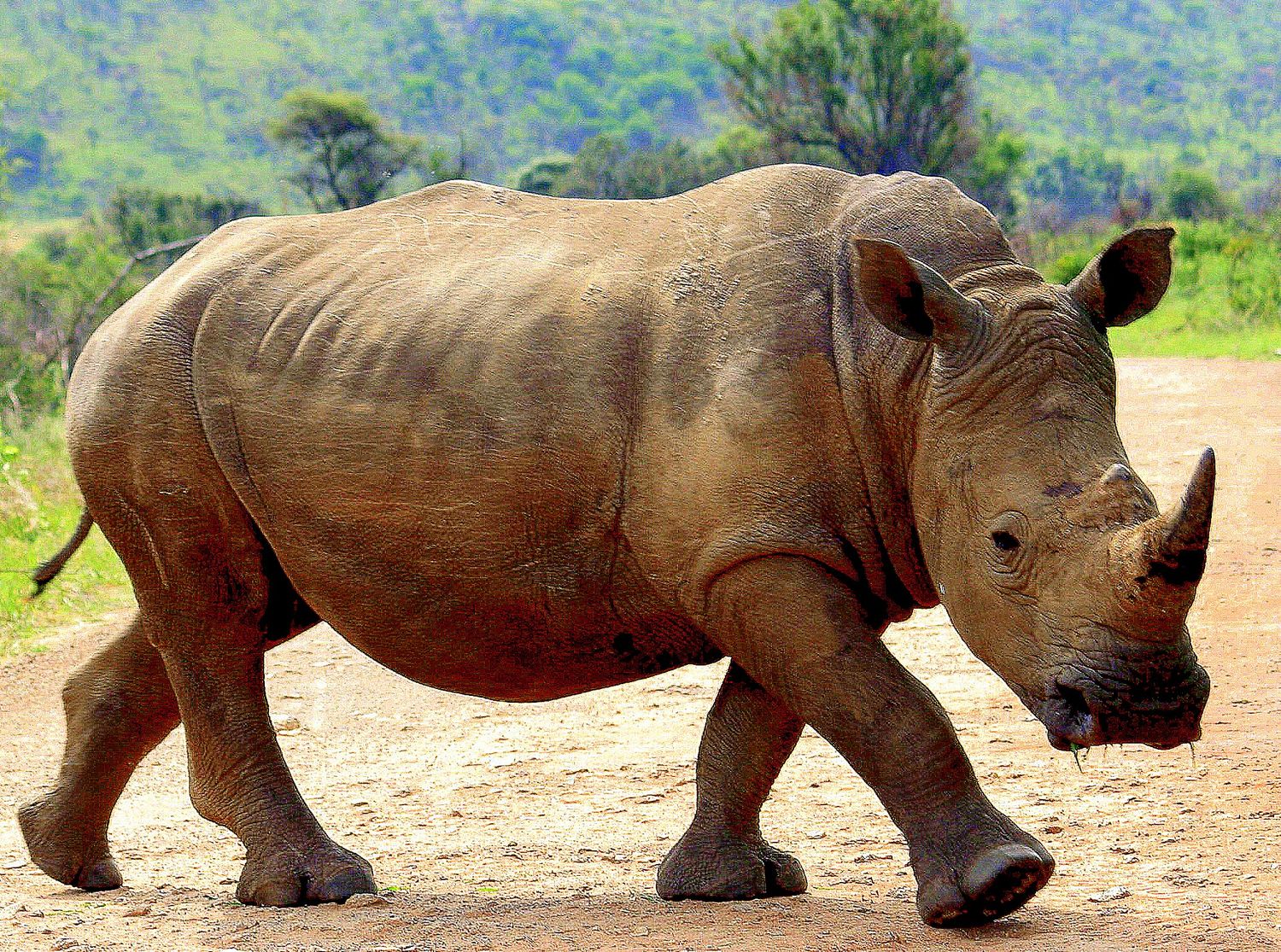 White Rhino Fine Art Print 300 dpi pdf