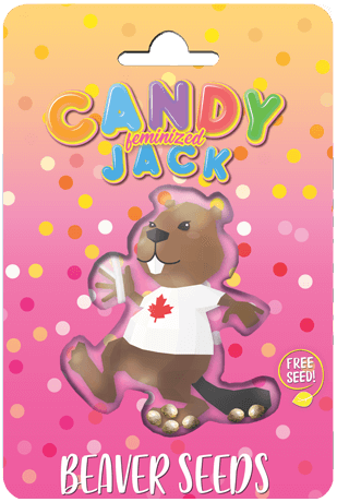 Candy Jack (Fem) 5 Seeds