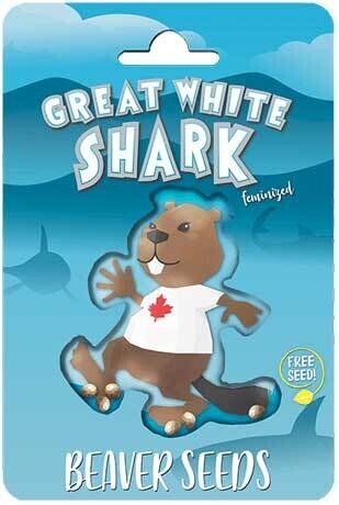 Great White Shark (Fem) 5 Seeds