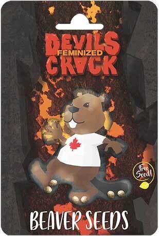 Devil&#39;s Crack (Fem) 5 Seeds