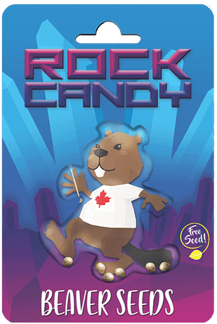 Rock Candy (Fem) 5 Seeds