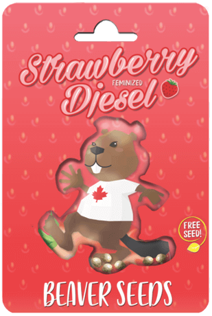 Strawberry Diesel (Fem) 5 Seeds
