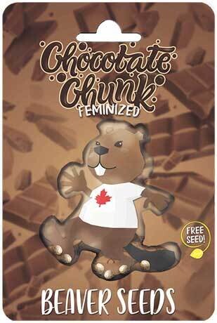 Chocolate Chunk (Fem) 5 Seeds