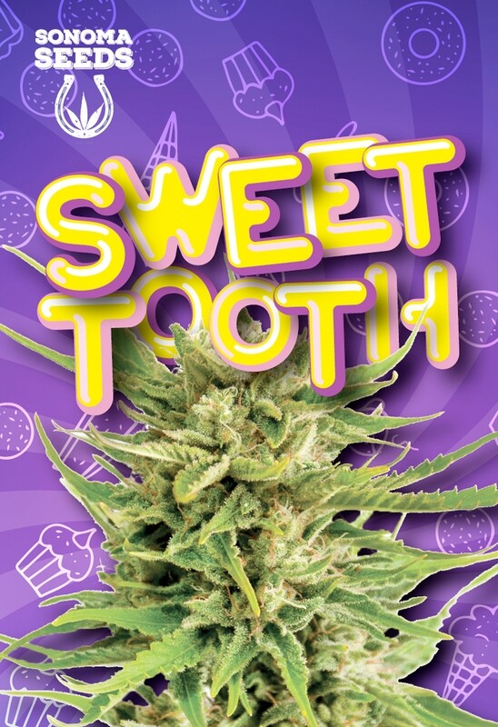 Sweet Tooth ( Fem ) 5 Seeds