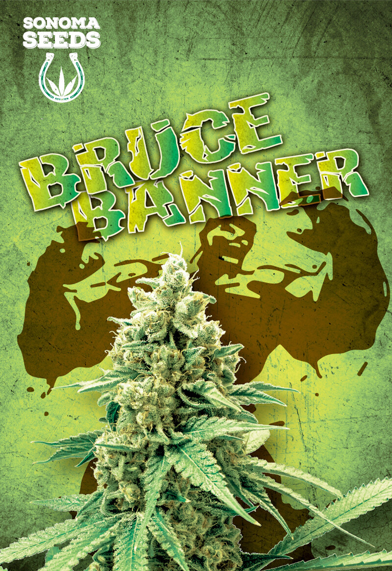 Bruce Banner ( Fem ) 5 Seeds