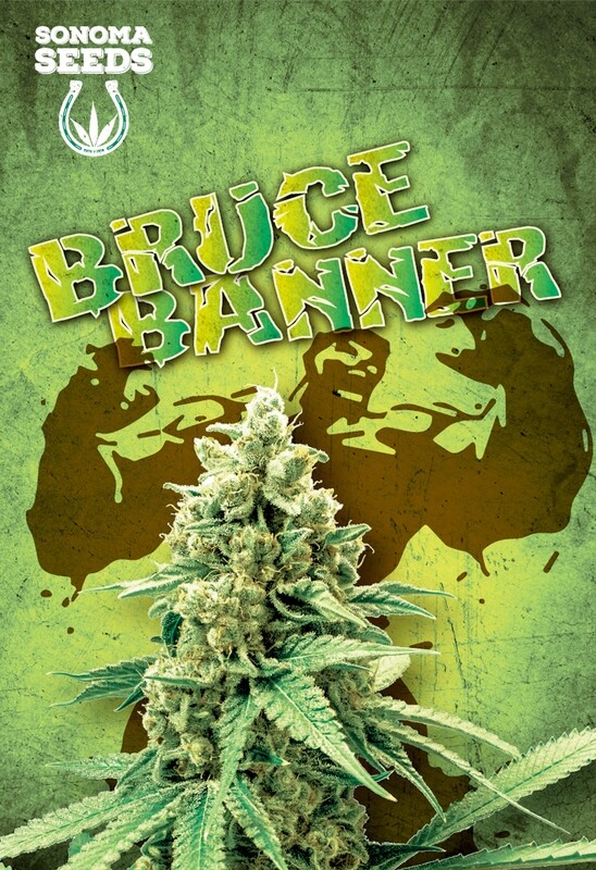 Bruce Banner ( Fem ) 5 Seeds