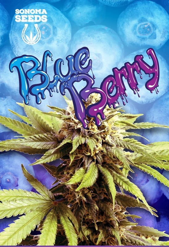 Blueberry OG ( Fem ) 5 Seeds