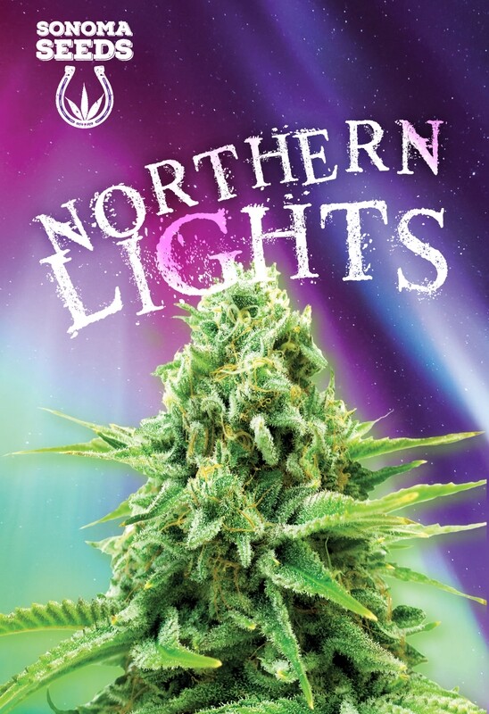 Northern Lights ( Fem ) 5 Seeds