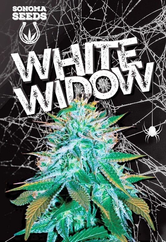 White Widow ( Fem, Auto ) 5 Seeds