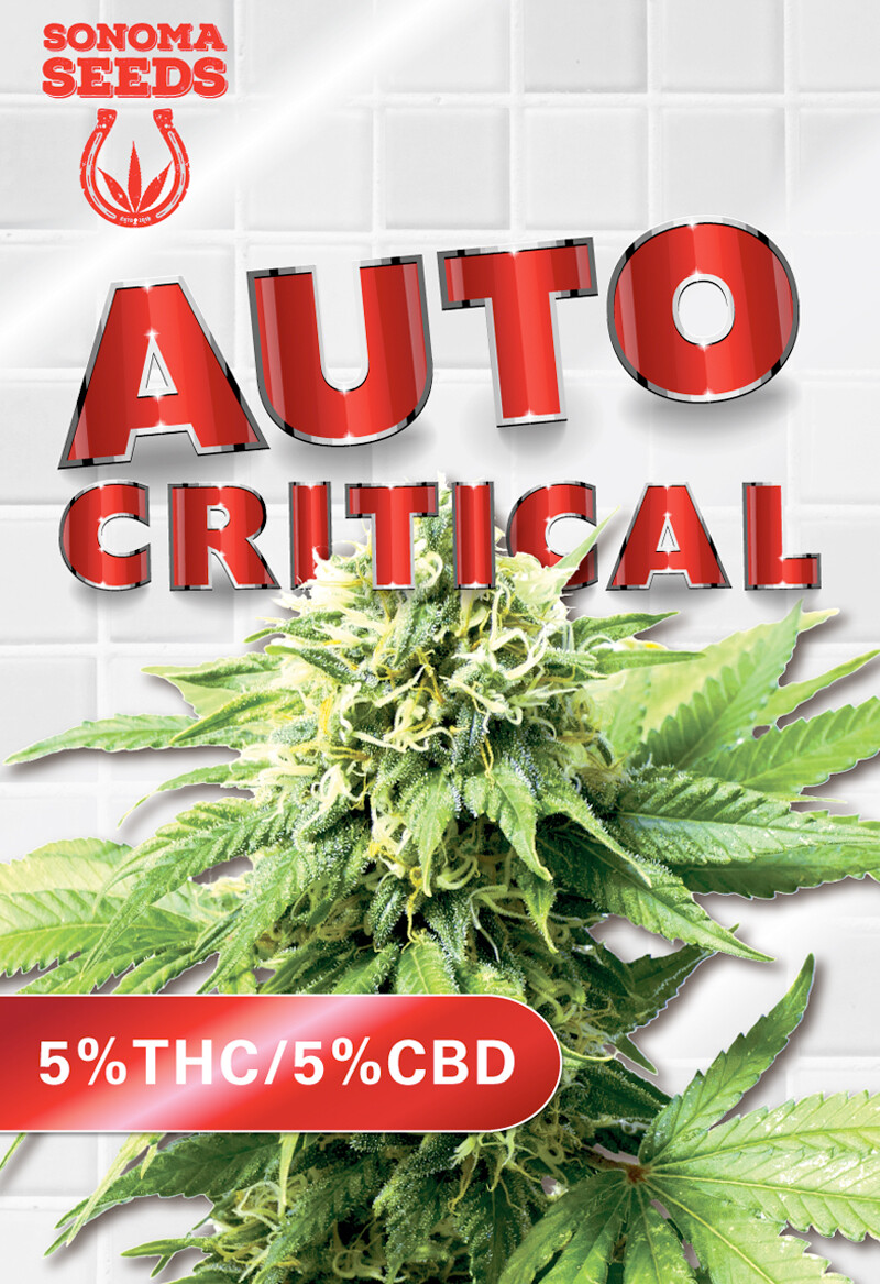 Critical CBD (Fem, Auto) 5 Seeds