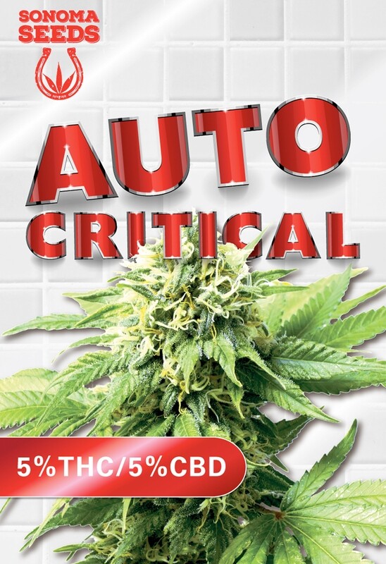 Critical CBD (Fem, Auto) 5 Seeds