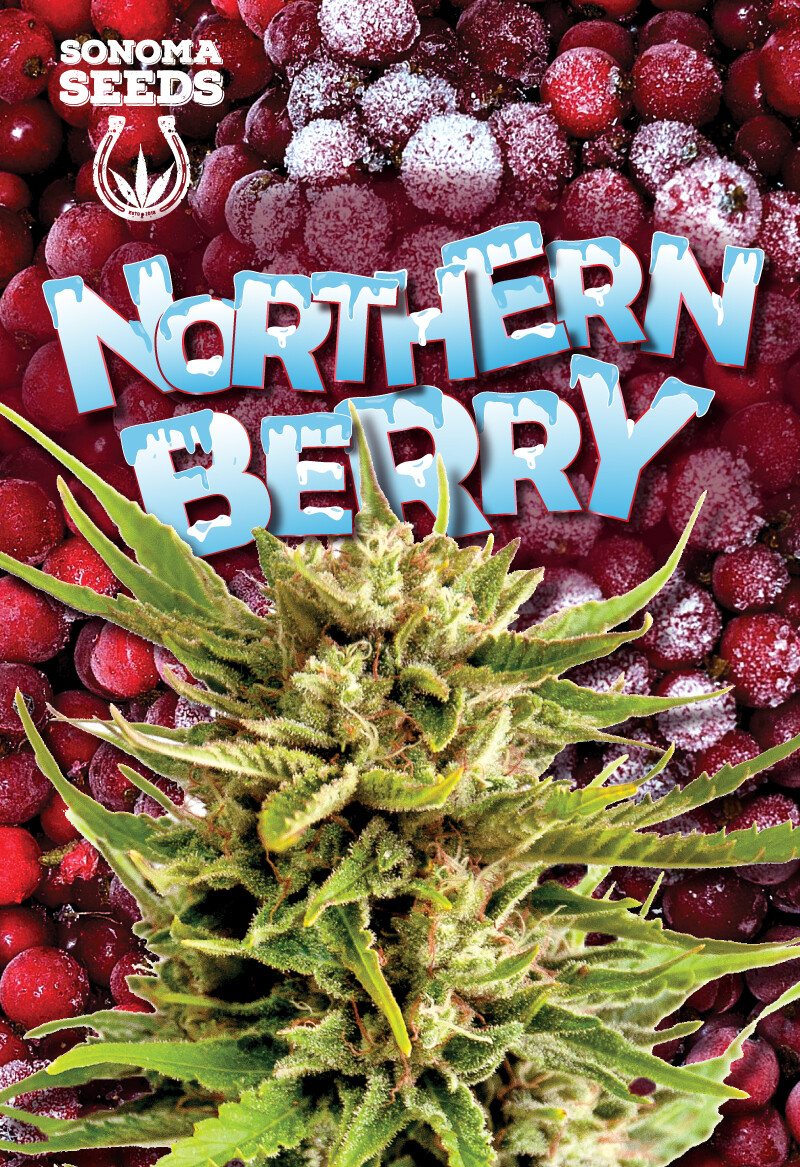 Northern Berry ( Fem, Auto ) 5 Seeds