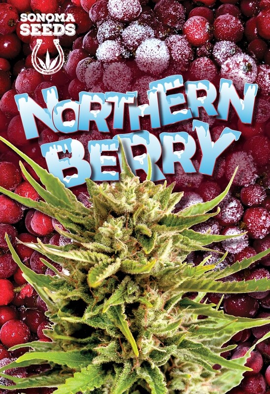 Northern Berry ( Fem, Auto ) 5 Seeds