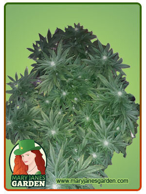 OG Banana Punch ( Fem ) 5 Seeds