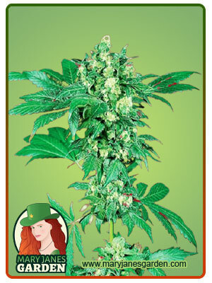 Maple Leaf ( Fem ) 5 Seeds