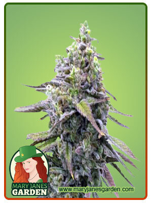 Green Apple Pie ( Fem ) 5 Seeds