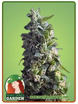 Lime Green Skunk ( Fem ) 5 Seeds