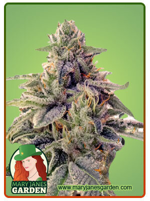 Shiskaberry ( Fem ) 5 Seeds