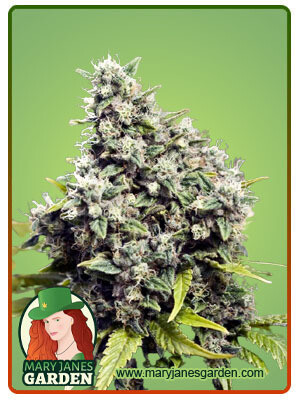 Grapefruit ( Fem ) 5 Seeds