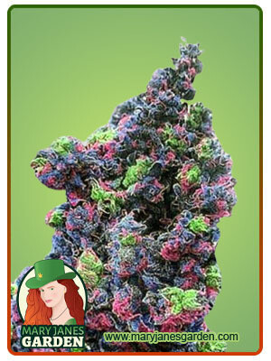 Rainbow Haze ( Fem ) 5 Seeds