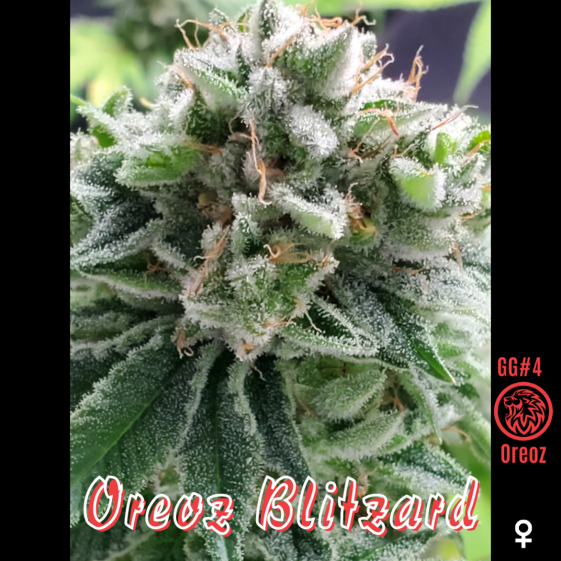 Oreoz Blitzard (Fem) 6 Seeds
