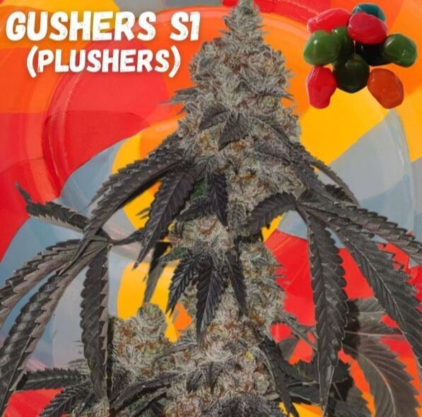GUSHERS S1 (Fem) 6 Seeds