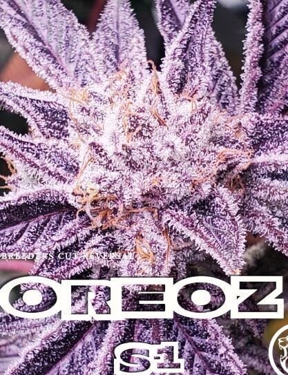 Oreoz S1 (Fem) 6 Seeds