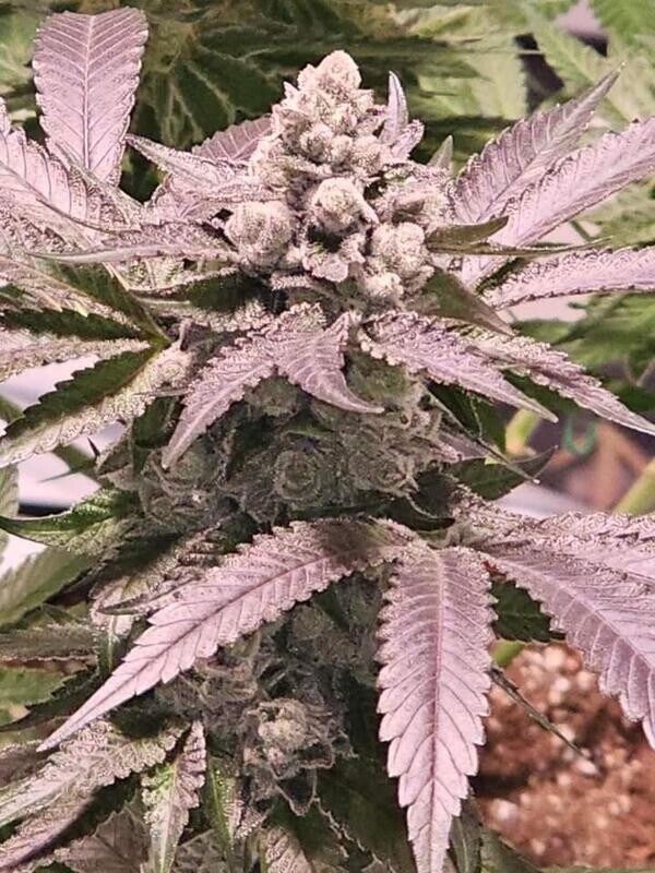 CEREAL MILK S1 (Fem) 6 Seeds