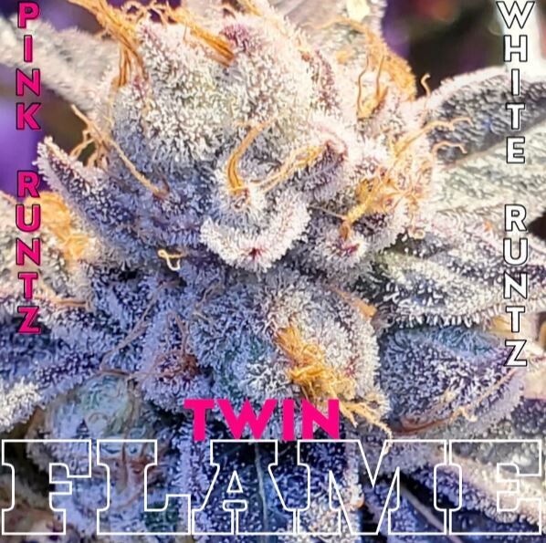 TWIN FLAME (FEM) 6 Seeds