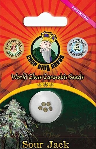 SOUR JACK (Fem) 5 Seeds