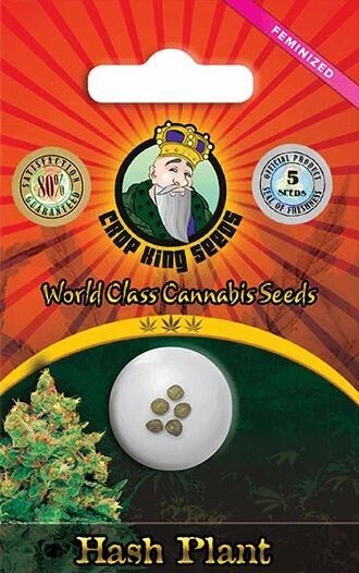 HASH PLANT (Fem) 5 Seeds