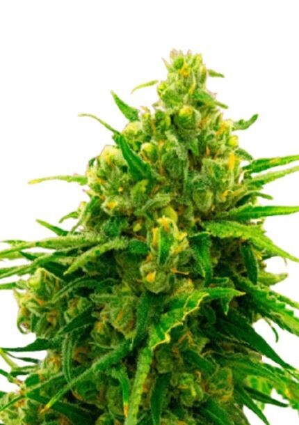 Cinderella99 (Fem) 5 Seeds