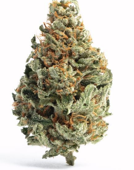 Legend OG (Fem) 5 Seeds