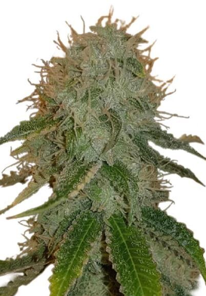 Ghost Train (Fem) 5 Seeds