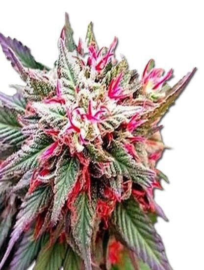 Rose Queen (Fem) 5 Seeds
