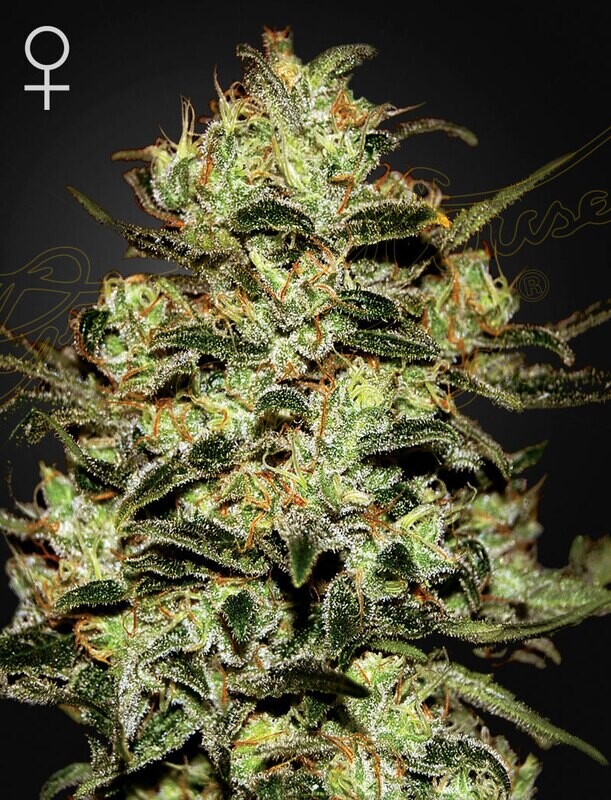 MOBY DICK (Fem) 5 Seeds
