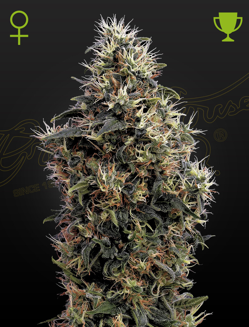 SWEET MANGO (Fem, Auto) 5 Seeds