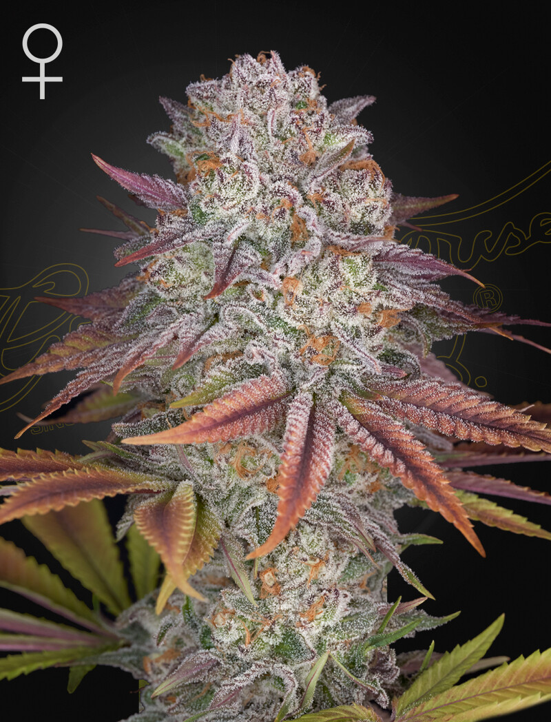 PULP FRICTION (Fem) 5 Seeds