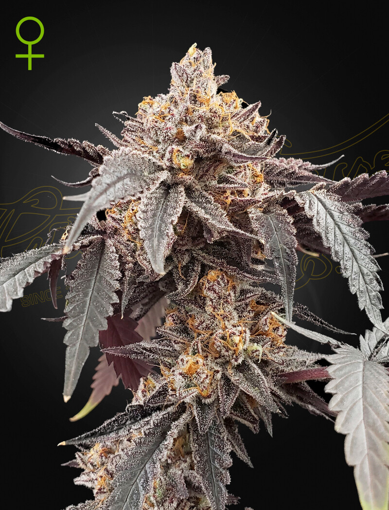 GUAVA X GELATO 41 (Fem, Auto) 5 Seeds