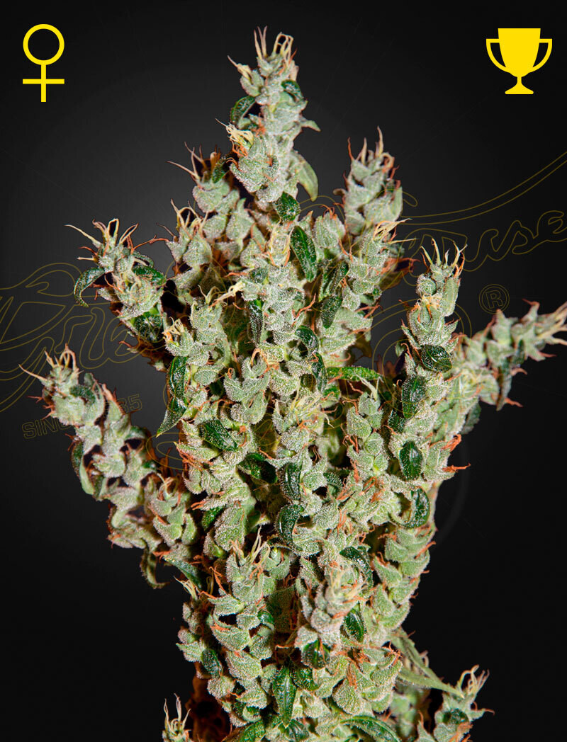 NL5 HAZE MIST (Fem) 5 Seeds