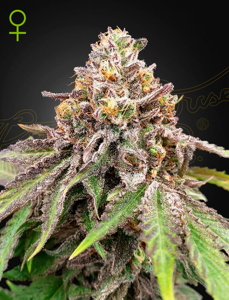 BLUE HAZE X GELATO 41 (Fem, Auto)  5 Seeds