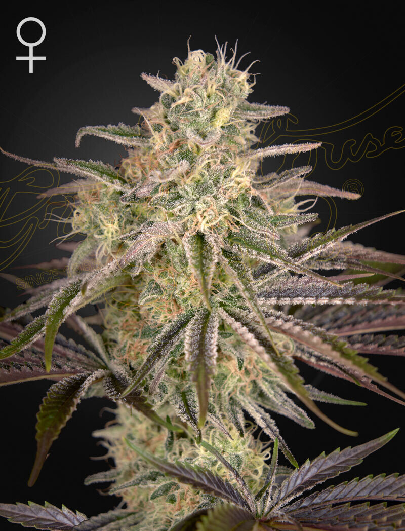 CLOUD WALKER (Fem) 5 Seeds