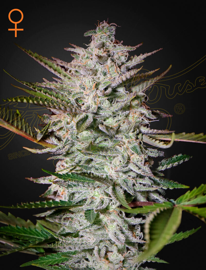 HOLY PUNCH (Fem) 5 Seeds
