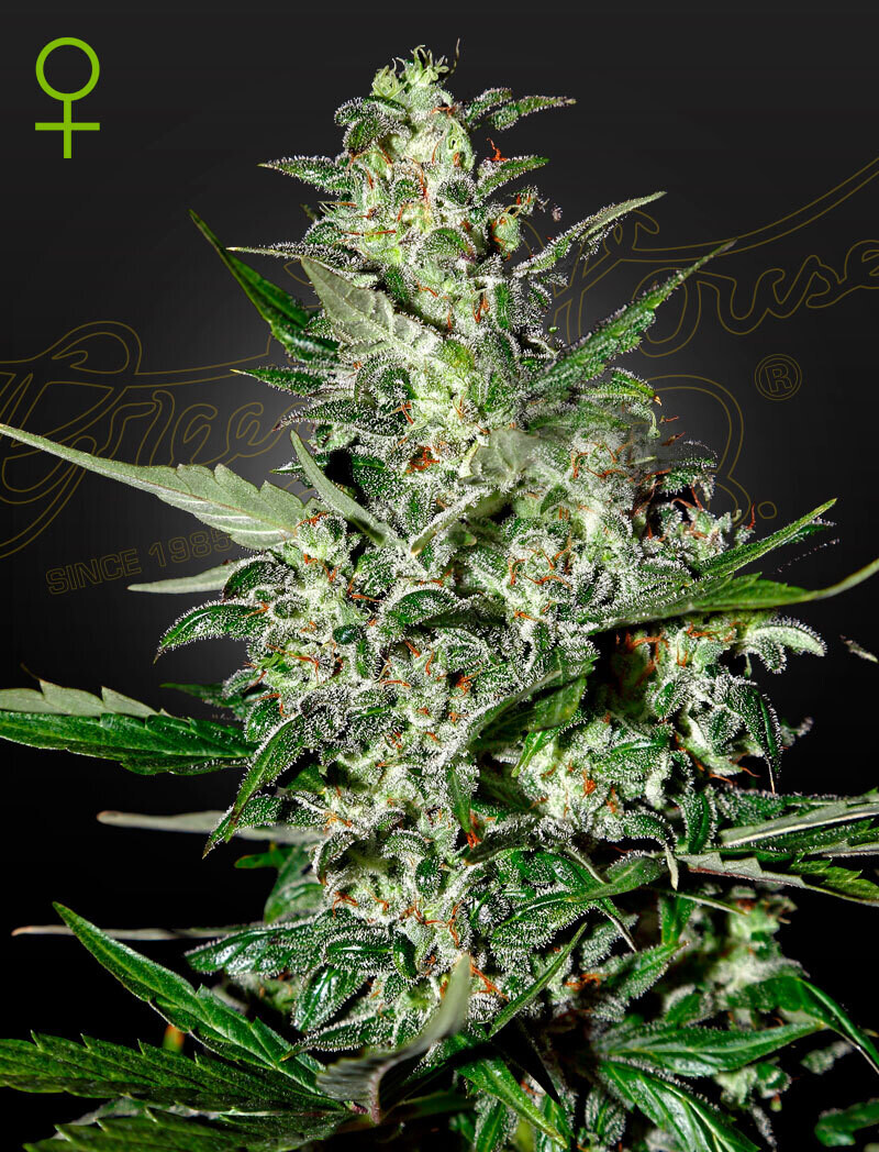 SUPER CRITICAL (Fem, Auto) 5 Seeds